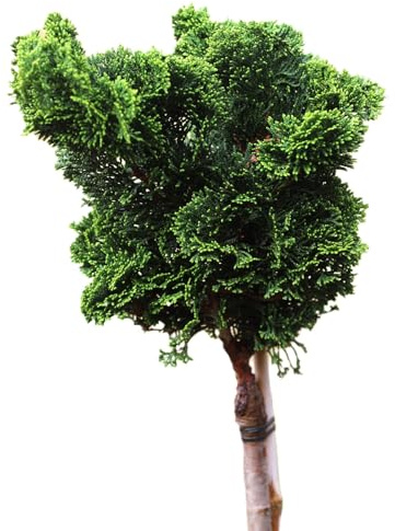 Chamaecyparis obtusa Nana Gracilis Muschelzypresse Stamm 50-60 cm Höhe winterhart
