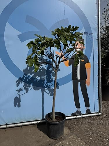 Sunny Tree - Feigenbaum - Ficus Carcia - 170 Zentimer - Obstbaum - Pflanze - Süße essbare Feigen - 12 jahre alt