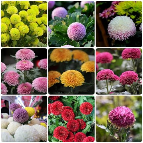Semi di Pompon Mamma - semi di crisantemo prados - Serie Raras Pompon Mamma giardino 100pz