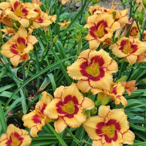 Lirio de día resistente al invierno – Lirio como colorido jardín decoración y balcón decorativo 4PCS-D