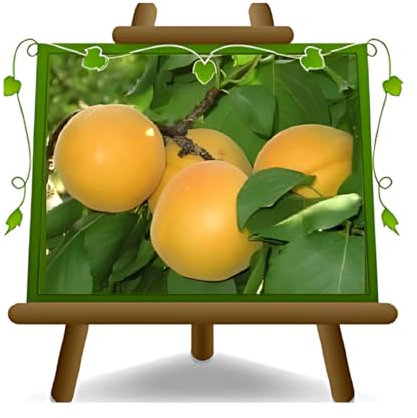 EURO PLANTS VIVAI Albicocco Bulida pianta da frutto su vaso 24/26 cm Altezza 180~200 cm - Età 4 anni