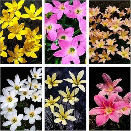 Lirio De Lluvia Zephyranthes CáNdida Bulbos Bulbos De Lirio De Lluvia PlantacióN Al Aire Libre Resistente Al FríO Y De Bajo Mantenimiento.-8bulbs-I