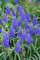 Bulbi Di Giacinto D'Uva, Copertura Del Terreno, Bulbi Di Giacinto,Bulbi,Purificazione Dell'Aria,Fragranza,Piante In Vaso,Piante Ornamentali, All'Aperto-8bulbi-A