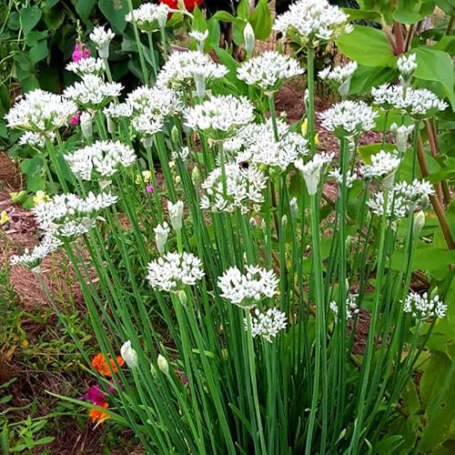 Garlic Chives 150 Seeds + Freebie + Plant tag Allium Tuberosum Herb, Green