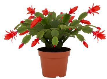 Cactus de Navidad Natural (Schlumbergera) Planta Viva DECOALIVE