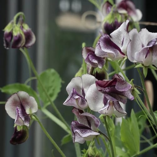 wicken wildblumen balkonblumen pflanzendeko balkonpflanze gewächshaus balkon hängepflanzen winterhart mehrjährig dachbegrünung bonsai blumensamen mehrjährig winterhart wildkräuter 250samen