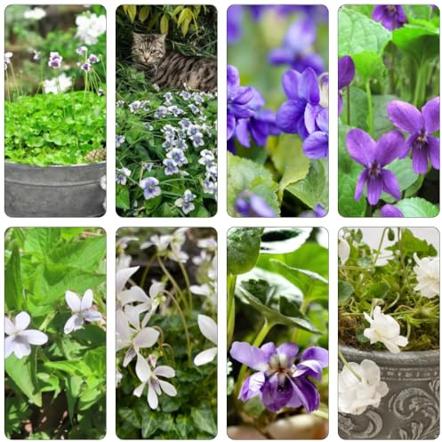 violetas fragantes - Viola odorata - perennes resistentes para pleno sol decoración de balcones Cobertura perenne resistente cortadas semillas de silvestres balcón con 500pcs