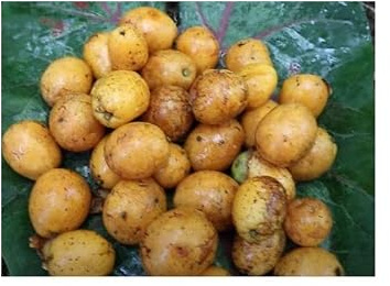 Pcs - 5x Spondias Mombin Jaune Schweinspflaume Jardin Plantes - Graines ID1595 - Seeds & Plants Shop by Ipsa