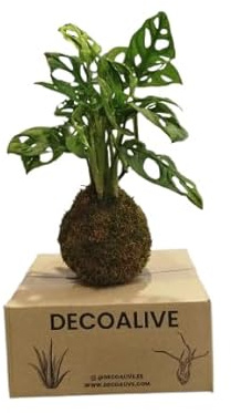 Kokedama de Monstera Adansonii – Estilo Japonés – Planta de Interior con Bajo Mantenimiento – DECOALIVE