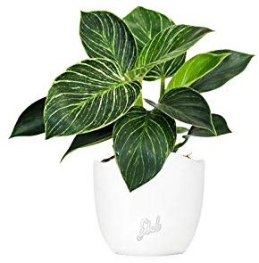 FLOB Filodendro Birkin Altezza 30 cm, Pianta Vera, Pianta da Interno, Vaso Artigianale in Terracotta - Bianco Perlato
