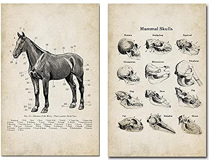 ZHJJD Hund Pferd Tier Anatomie Poster Vintage Skelett Schädel Medizinische Gemälde Bild Leinwand Hund Pferd Wand Bilder Anatomie Bild Dekor 50x70cmx2 Kein Rahmen, Schwarz & Weiß