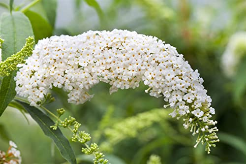 Buddleja 'White Bouquet' 80–100 cm – Winterhart, Mehrjährig, Pflegeleicht – Schmetterlingsflieder – Zierstrauch für Garten & Beet