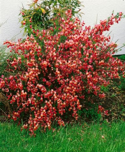 Cytisus scoparius 'La Coquette' 30-40 cm – Winterhart, Mehrjährig, Pflegeleicht – Besenginster – Zierstrauch für Garten & Beet