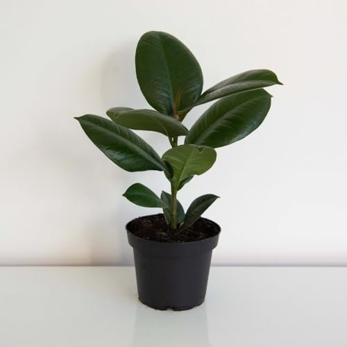 Ficus elastica 'Robusta' - Large Leaf Rubber Plant for Indoor Greenery (Height 35cm) 12cm Pot x 2 & Incredifeed x 2 by Thompson & Morgan