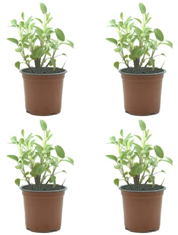 Salvia Pack de 4 Plantas Naturales para Cocinar Ideal para Interior y Exterior Hierba Aromática para Huerto Urbano y Jardín en Maceta Ø10 Altura 20 cm