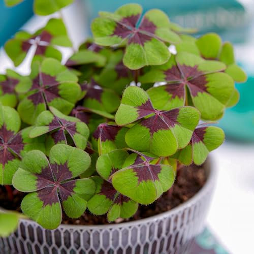 Piante Vere da Interno - Collezione di 50 Oxalis Iron Cross - Perenni e Resistenti al Freddo - Piante e Fiori Esclusivi dall'Olanda - per vasi (non semi, non artificiali)