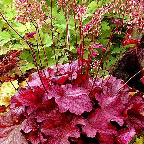 Heuchera 'Berry Smoothie' Alumwurzel Halbimmergrüner Strauch Winterharte Pflanze im Topf