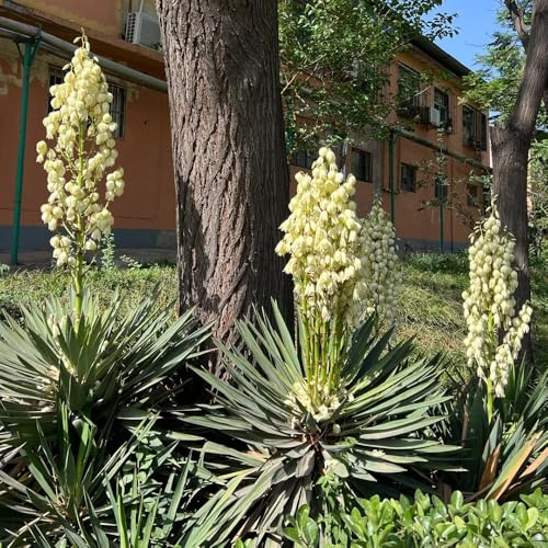 Semi di giglio palma - yucca, biologici esterno recisi balcone 30pcs