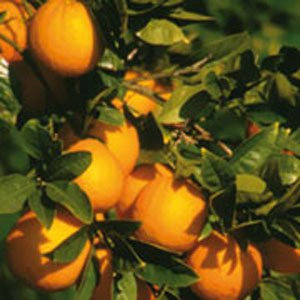 Olio essenziale arancio dolce biologico (kbA) 10 ml.