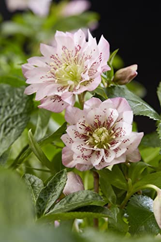 Suttons Hardy Perennial, Helleborus orientalis ‘Double Ellen Pink’, Ideal for Cottage Gardens, Wildlife Gardens, Woodland Garden (1 x 14cm Potted Plant)