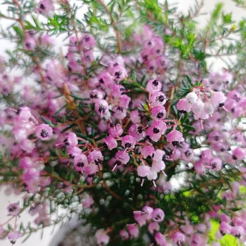 semillas de brezo de oficina variedades antiguas Regalos para los amantes la jardinería interior decoración sala estar semillas decorativas 200pcs