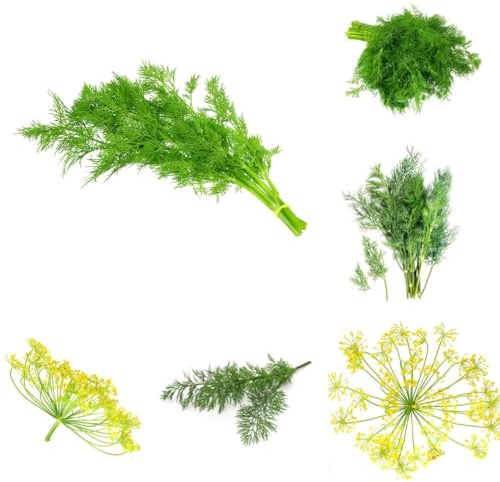 Semillas de eneldo orgánico, Anethum graveolens - productos sostenibles exóticas de balcón resistentes semillas de medicinales Semillas de variedades antiguas 400pcs