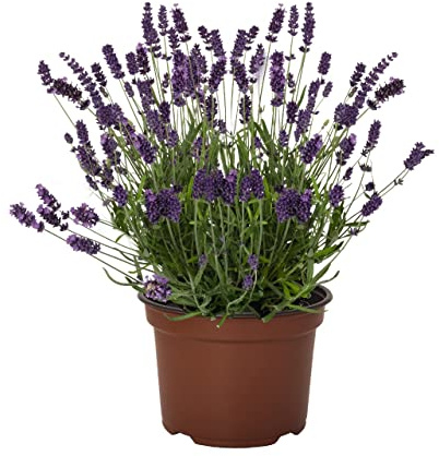 DECOALIVE Lavanda Flor Azul Planta Natural en Maceta para Terraza, Casa y Jardín