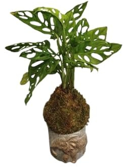Planta Natural Monstera Adansonii en Kokedama – Estilo Japonés – DECOALIVE