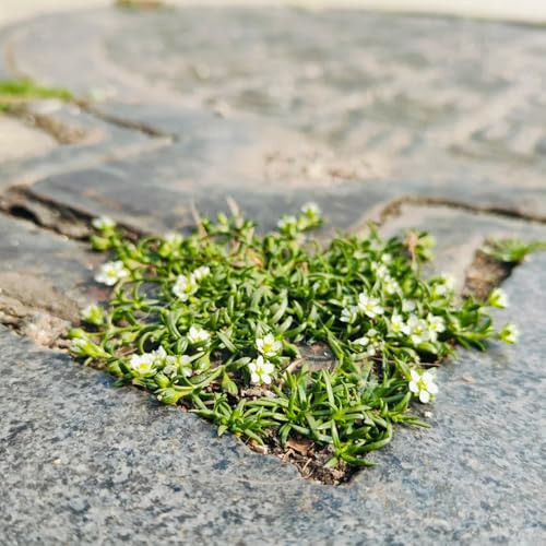 semillas de musgo estrella, Siembra otoñal para lugares soleados semillas variedades antiguas silvestres cubierta vegetal 300pcs
