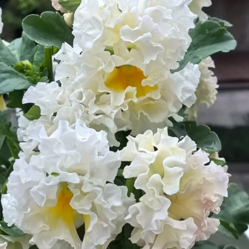 Semi di viola cornuta, resistenti Viola cornuta - le da giardino roccioso sono resistenti decorazione del giardino per esterno semi di decorazione 80pcs