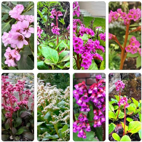 Bergenia di balcone primavera semi di selvaggio ufficio interni esotici estate selvaggio, semina autunno, perenne decorative 400pcs