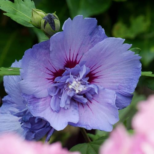YouGarden Hibiscus 'Blue Chiffon', Established Plant in 3 Litre Pot, Hardy Summer Flowering Shrub, Ideal for Pots Borders