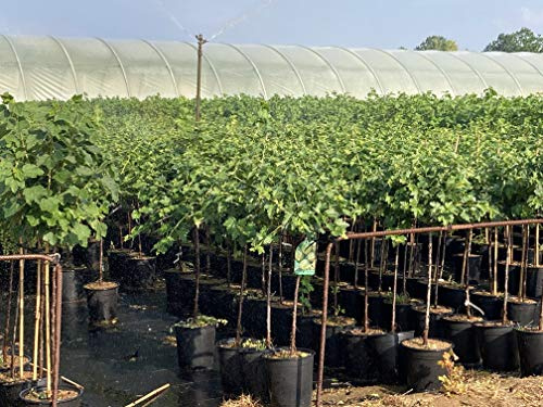 1st. grüne Stachelbeere Hochstamm im Topf Höhe 70-100cm Ribes uva-crispa ́Hinnonmäki grün ́ - reichtragend – robuste, winterharte Sorte – hochwertige Beerenpflanze