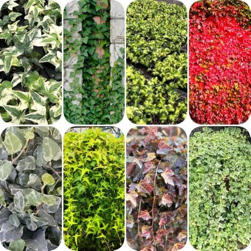 Semi di edera - resistenti da appartamento facili da curare resistenti per giardini rocciosi decorazioni giardino per esterni giardino aromatiche 500pcs