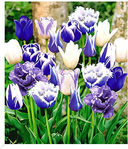BALDUR Garten 10er Tulpen-Mix 'Blue Blend', Zwiebeln mit Umfang 11-12 cm | Tulipa, Blumenzwiebeln, pflegeleicht, Wasserbedarf gering, blühend, Schnittblume, enthält viele Tulpen-Sorten