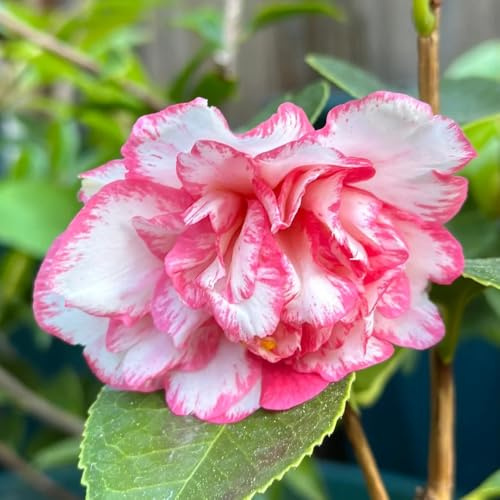 kamelie winterhart winterharte stauden dauerblüher exotische zimmerpflanzen gartendeko für draußen blumensaat gartenblumen mehrjährig winterhart büropflanzen gartensamen indoor 45samen