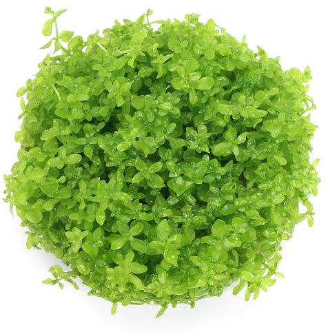 K2AQUA Hemianthus Micranthemoides in Vitro Live Aquarium Plant Ideal for Aquascaping and Freshwater Tropical Tanks