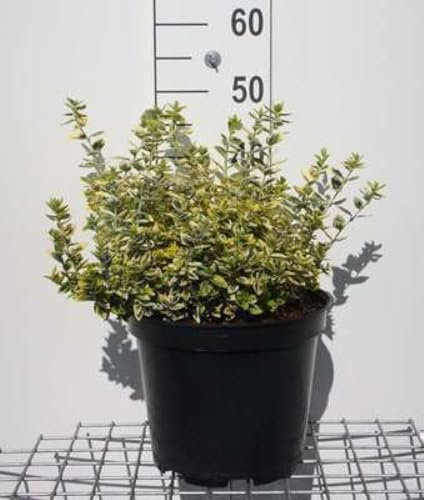 Euonymus fort. 'Em. 'n Gold' - Fusain De Fortune, Bonnet Carré 40-50 cm en pot