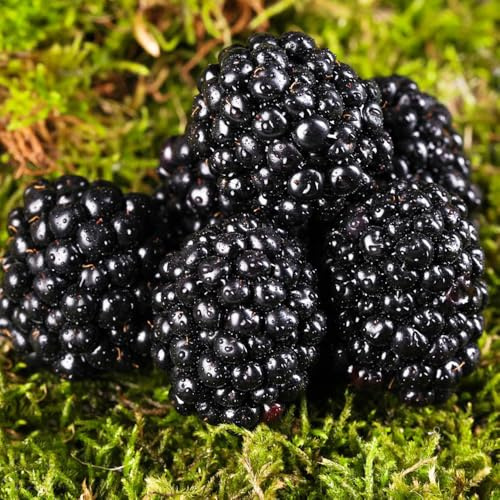 mora, moras - resistentes jardín Cultivo de verdes, de interior interior lugares soleados arbustos rápido crecimiento Compra 75semillas