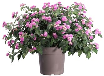 Pianta vera di Lantana Camara varie colorazioni ornamentale fiorita da esterno venduta da eGarden.store (Lilla v.27 cm)