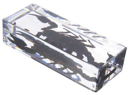 SOLUSTRE Educational Resin Insect Specimen Paperweight Realistic Preserved Scorpion Bug Collection for Science Teaching and Home Office Decoration