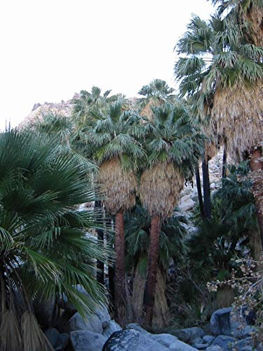 Portal Cool Deserto Palma - Washingtonia filifera - 10 Semi - Tropicali