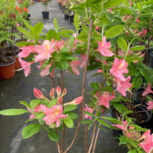 semillas de rododendro - resistente silvestres balcón jardín rocas 40pcs