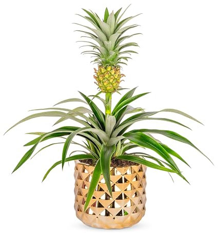 Fresh Pineapple Plant: Unique Tropical Gift Delivered for Birthdays & All Occasions!