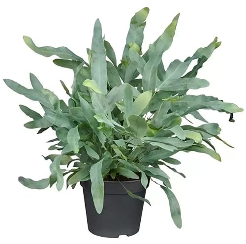 Helecho Blue Star Natural Planta Tropical de Interior Resistente