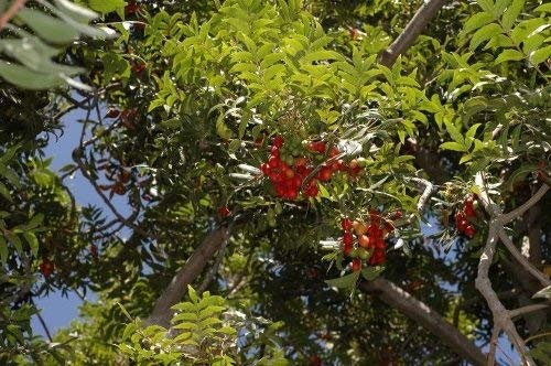 5 semillas de ciruelo cafre Harpephyllum Caffrum