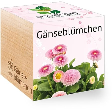 Ecocube Gänseblümchen, Nachhaltige Geschenkidee (100% Eco Friendly), Grow Your Own/Anzuchtset, Pflanzen Im Holzwürfel, Made in Austria