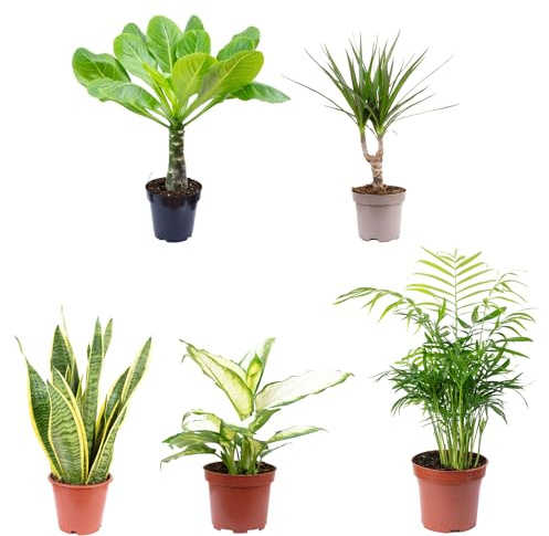 5er-Set Zimmerpflanzen Bergpalme, Dieffenbachie, Drachenbaum, Bogenhanf, Hawaiipalme - Topf-? 12 cm