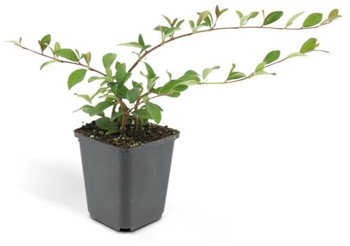 Bodendecker - Cotoneaster dammeri - Teppich-Zwergmispel - 9cm Topf - Set mit 20 Pflanzen