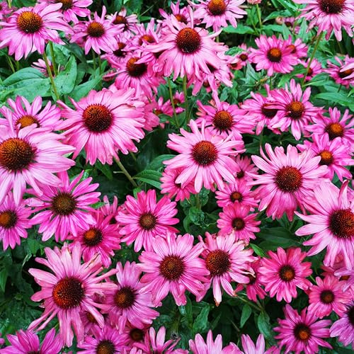 Rosa Sonnenhut Samen – (lat. Echinacea purpurea) – Mehrjährige Blühpflanze für Beet & Garten – Bienenfreundlich, winterhart & pflegeleicht (300 Samen)